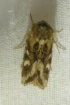 Luperina dumerilii