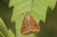 Udea ferrugalis