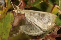 Patania ruralis