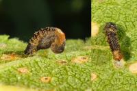 Coleophora anatipennella