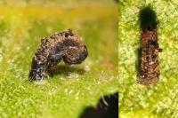 Coleophora anatipennella