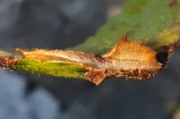 Cilix glaucata/hispanica