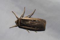 Ochropleura leucogaster
