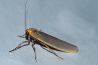 Eilema caniola