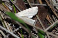 Mythimna vitellina
