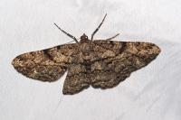 Peribatodes rhomboidaria