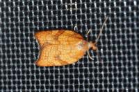 Acleris rhombana