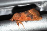 Atethmia centrago