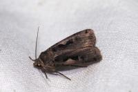 Xestia c-nigrum