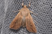 Mythimna unipuncta