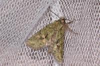 Dryobotodes eremita