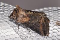 Abrostola triplasia