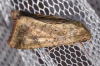 Helicoverpa armigera