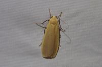 Wittia sororcula