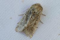 Luperina dumerilii