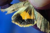 Noctua janthe