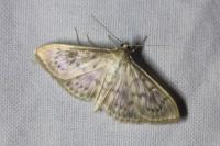 Patania ruralis