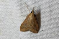 Udea ferrugalis