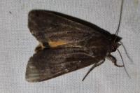 Noctua pronuba