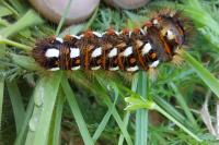 Acronicta rumicis