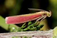 Oncocera semirubella