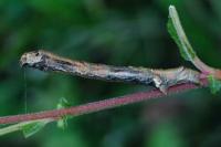 Ectropis crepuscularia