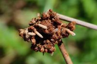 Coleophora glaucicolella