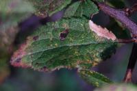 Coleophora adjectella