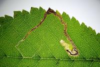 Stigmella ulmivora