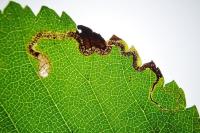Stigmella ulmivora