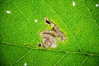 Stigmella viscerella