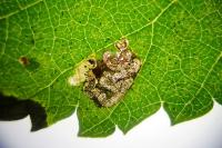 Stigmella viscerella