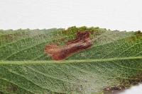 Stigmella obliquella