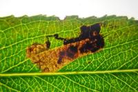 Stigmella obliquella