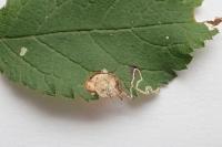 Stigmella plagicolella