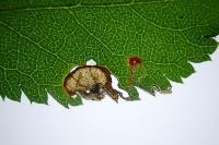 Stigmella plagicolella