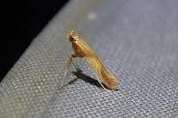 Caloptilia robustella