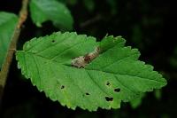 Phyllonorycter schreberella