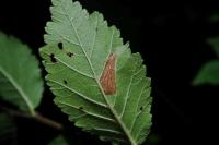 Phyllonorycter schreberella