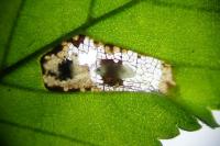 Phyllonorycter schreberella