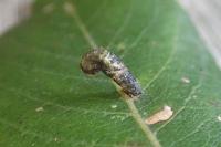 Coleophora albidella