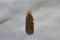 Helcystogramma triannulella