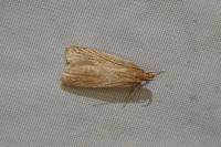 Helcystogramma rufescens