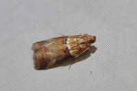 Acrobasis tumidana