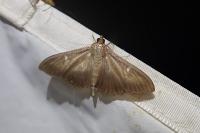 Cydalima perspectalis