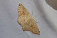 Cyclophora punctaria