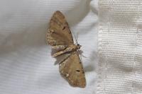 Eupithecia assimilata