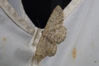 Hypomecis punctinalis