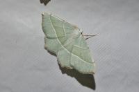 Campaea margaritaria