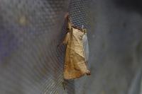 Clostera anastomosis